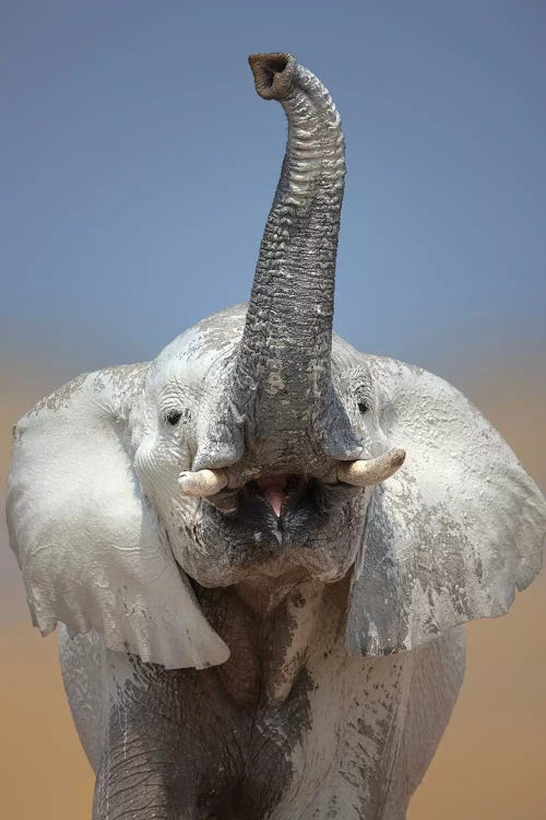 Elephant Portrait