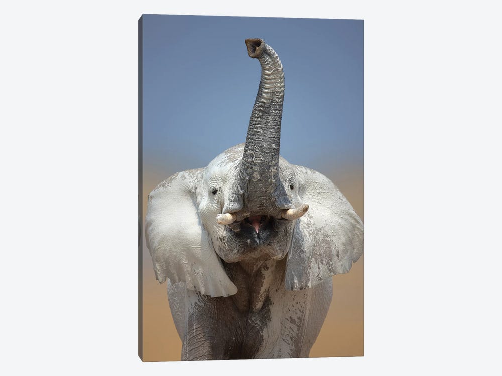 Elephant Portrait by Johan Swanepoel 1-piece Art Print
