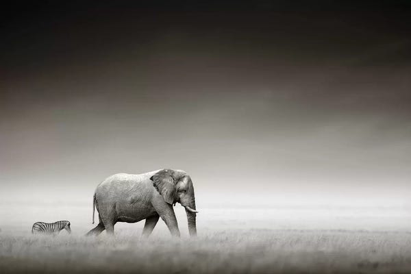 Elephants: Elephant With Zebra by Johan Swanepoel