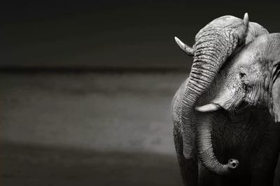 Elephants Interacting by Johan Swanepoel acrylic art print