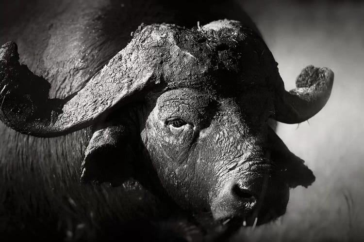 African Buffalo Portrait