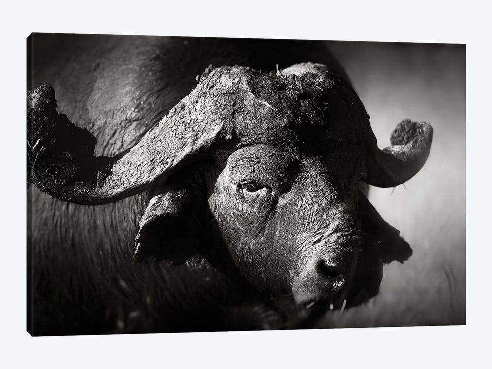African Buffalo Portrait by Johan Swanepoel 1-piece Canvas Print