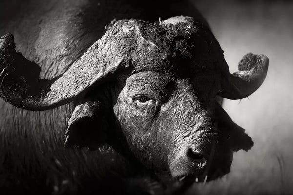 Bison & Buffaloes: African Buffalo Portrait by Johan Swanepoel