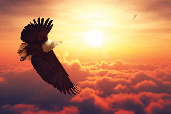 Eagles: Fish Eagle Flying Above Clouds by Johan Swanepoel