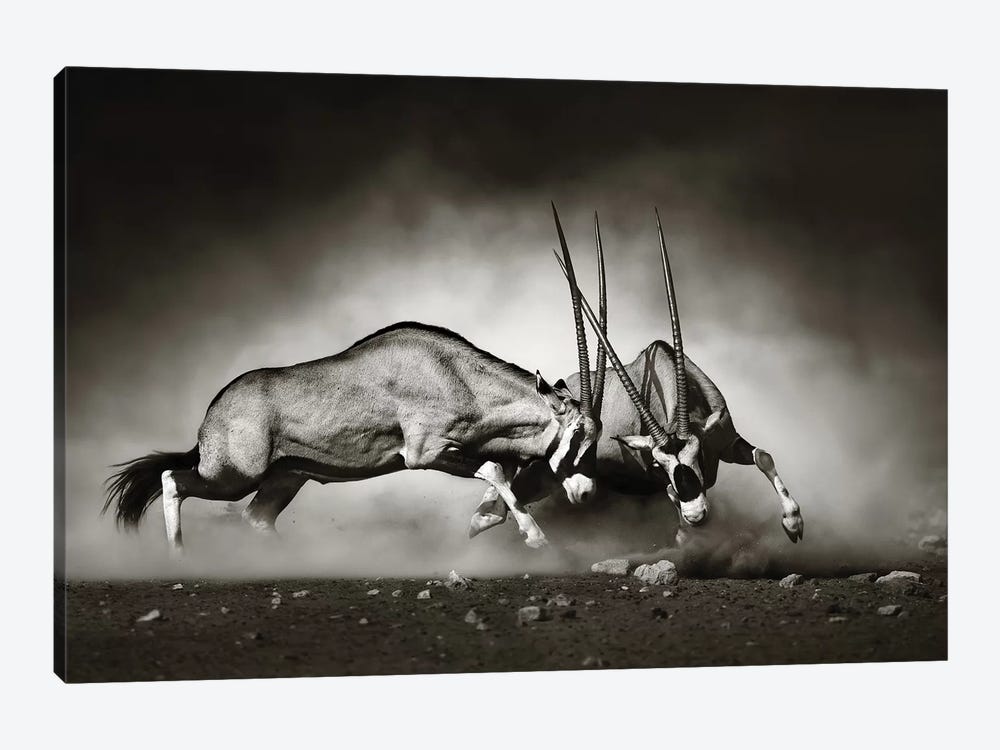 Gemsbok Fight by Johan Swanepoel 1-piece Canvas Artwork