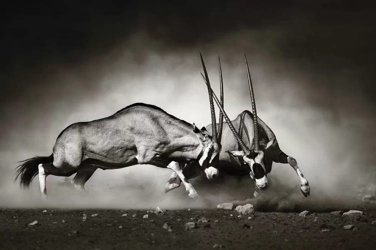 Gemsbok Fight