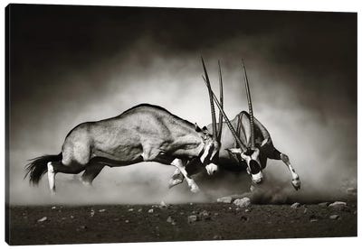 Gemsbok Fight Canvas Art Print - Antelope Art