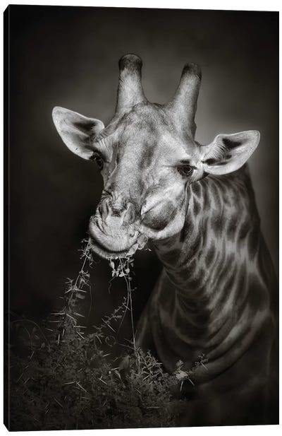 Giraffe Eating Canvas Art Print - Johan Swanepoel