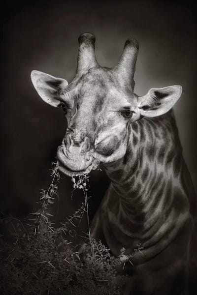 Giraffes: Giraffe Eating by Johan Swanepoel
