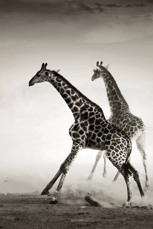 Giraffes Fleeing