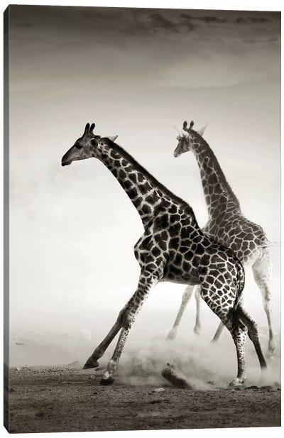 Giraffes Fleeing Canvas Art Print - Johan Swanepoel