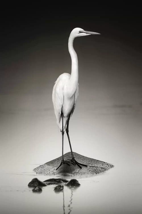 Great White Egret On Hippo