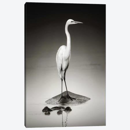 Great White Egret On Hippo Canvas Print #JSW25} by Johan Swanepoel Canvas Art Print