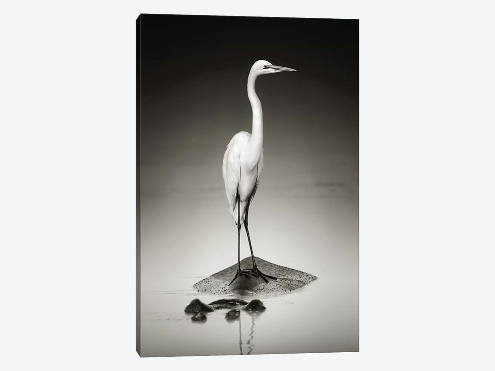 Great White Egret On Hippo 1-piece Canvas Wall Art