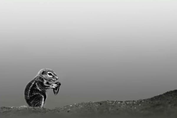 Squirrels: Ground Squirrel by Johan Swanepoel