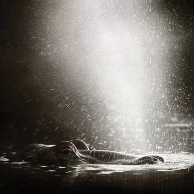 Hippo Blowing Air by Johan Swanepoel art print