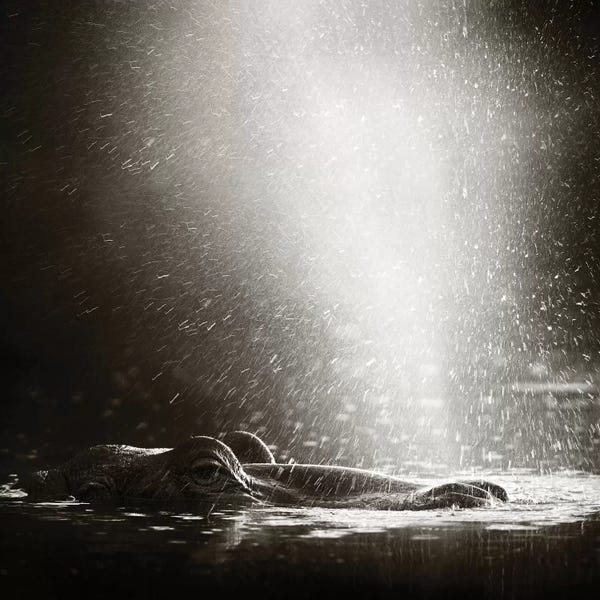 Hippopotamuses: Hippo Blowing Air by Johan Swanepoel