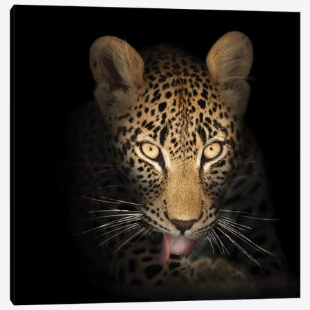 Leopard In The Dark Canvas Print #JSW29} by Johan Swanepoel Canvas Art