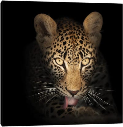 Leopard In The Dark Canvas Art Print - Johan Swanepoel