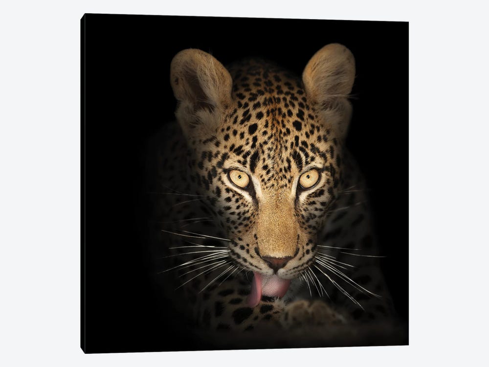 Leopard In The Dark by Johan Swanepoel 1-piece Canvas Wall Art