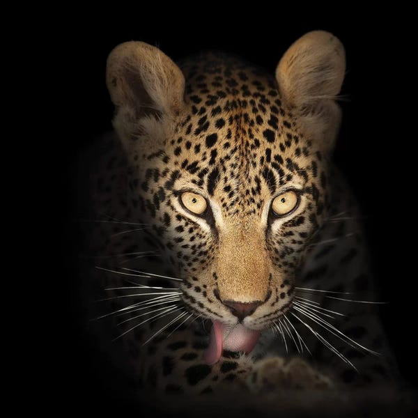 Macro Photography: Leopard In The Dark by Johan Swanepoel