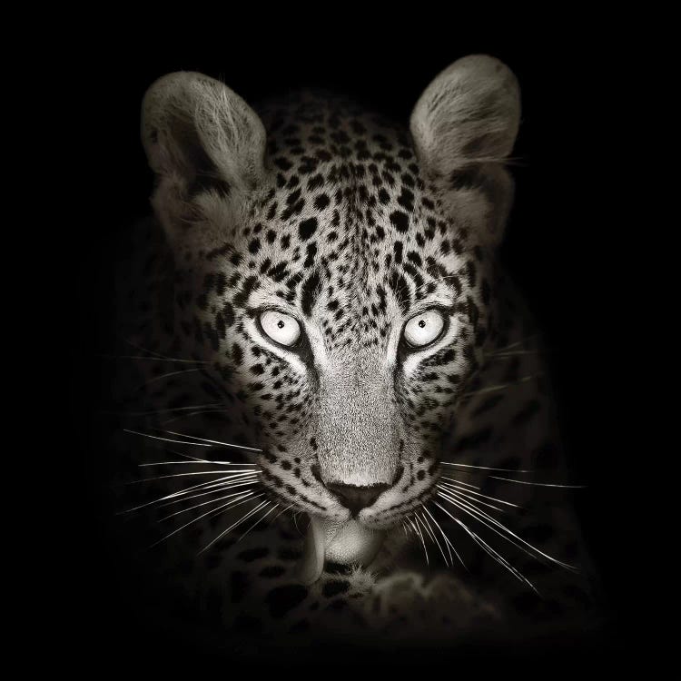 Leopard Portrait In The Dark