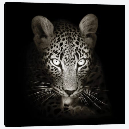 Leopard Portrait In The Dark Canvas Print #JSW30} by Johan Swanepoel Art Print