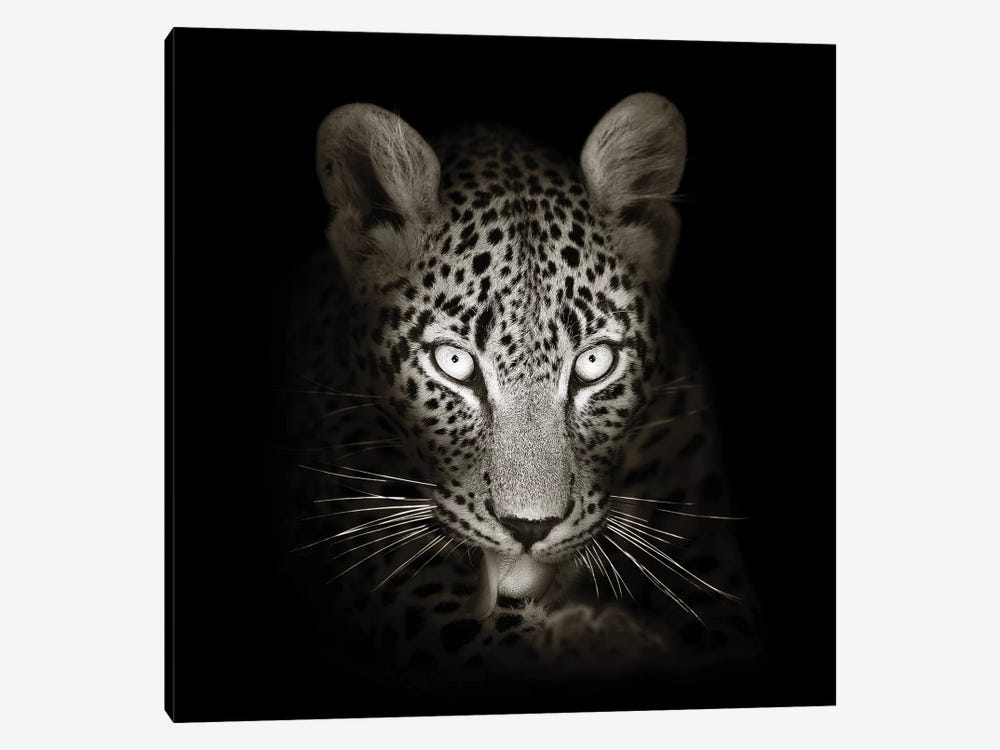 Leopard Portrait In The Dark by Johan Swanepoel 1-piece Canvas Wall Art