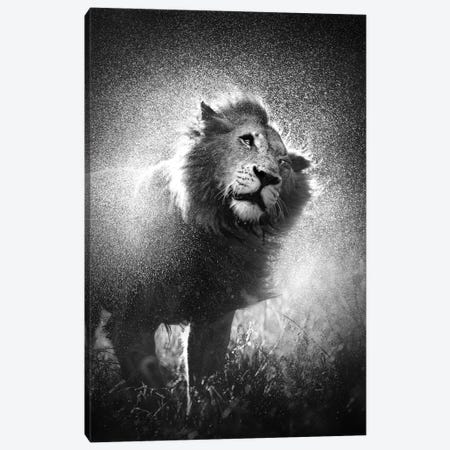 Lion Shaking Water Off Mane Canvas Print #JSW32} by Johan Swanepoel Art Print
