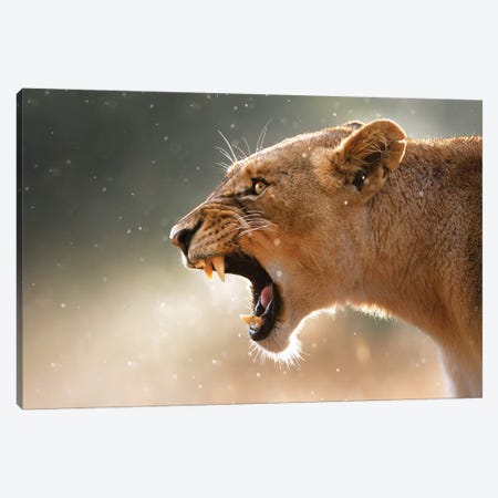 Lioness In The Rain Canvas Print #JSW33} by Johan Swanepoel Canvas Print