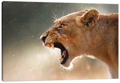 Lioness In The Rain Canvas Art Print - Johan Swanepoel