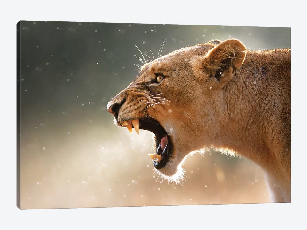 Lioness In The Rain by Johan Swanepoel 1-piece Canvas Print