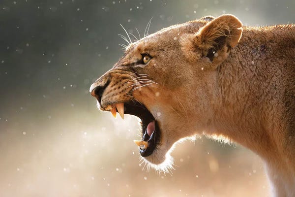 Lions: Lioness In The Rain by Johan Swanepoel
