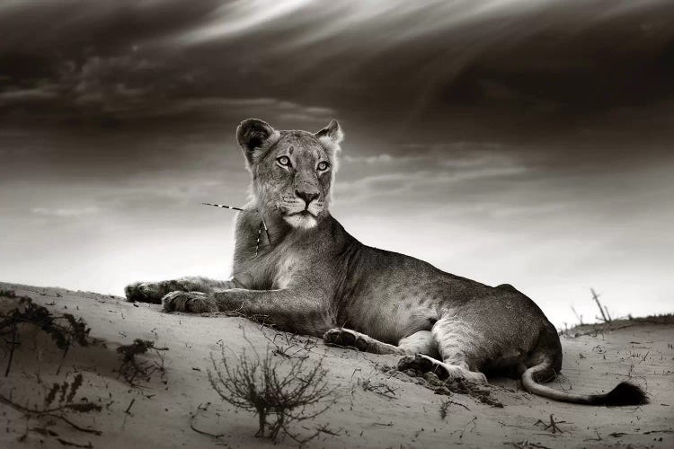 Lioness On Desert Dune