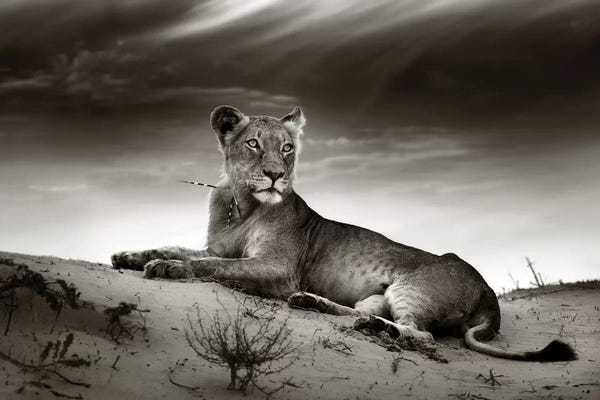 Lions: Lioness On Desert Dune by Johan Swanepoel