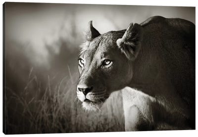 Lioness Stalking Canvas Art Print - Black & White Photography