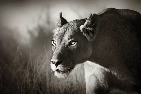 Johan Swanepoel: Lioness Stalking by Johan Swanepoel