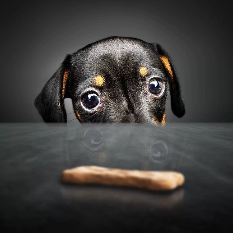 Puppy Looking For A Treat