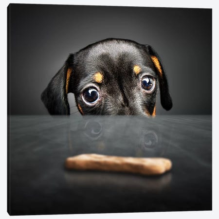 Puppy Looking For A Treat Canvas Print #JSW36} by Johan Swanepoel Canvas Wall Art