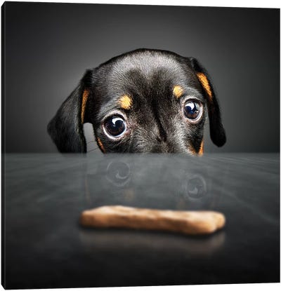 Puppy Looking For A Treat Canvas Art Print - Johan Swanepoel