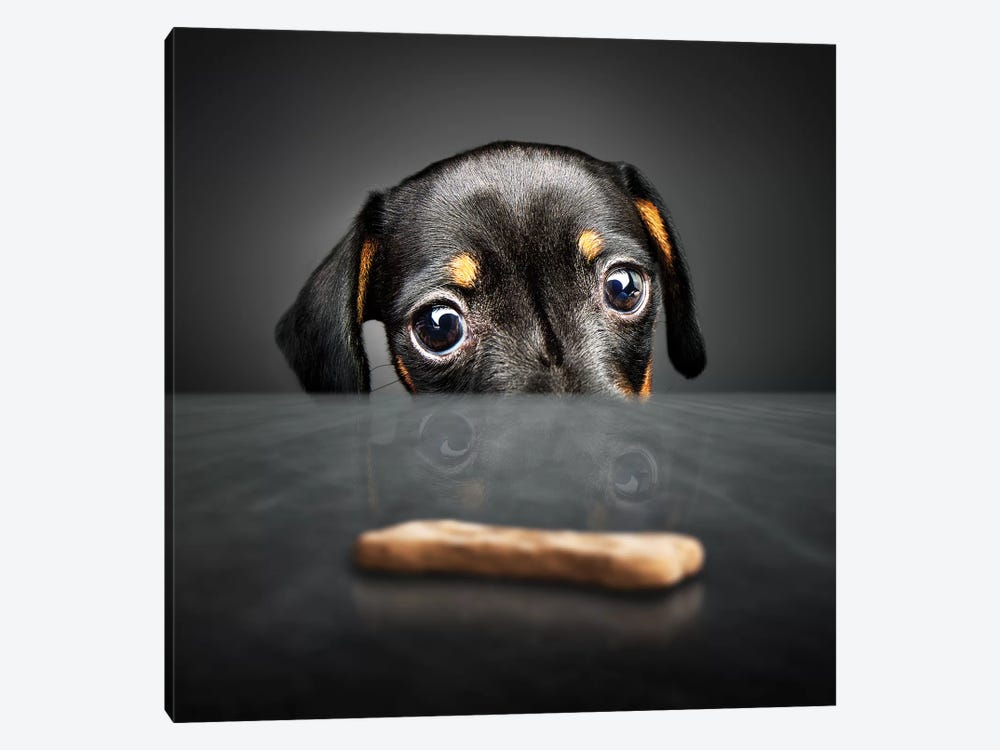 Puppy Looking For A Treat by Johan Swanepoel 1-piece Canvas Artwork