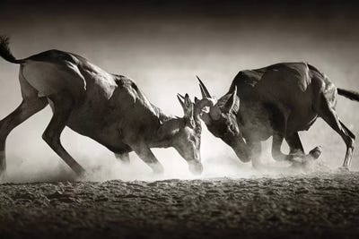 Red Hartebeast Dual In Dust by Johan Swanepoel art print