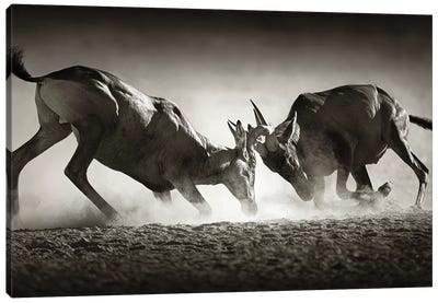 Red Hartebeast Dual In Dust Canvas Art Print - Antelope Art
