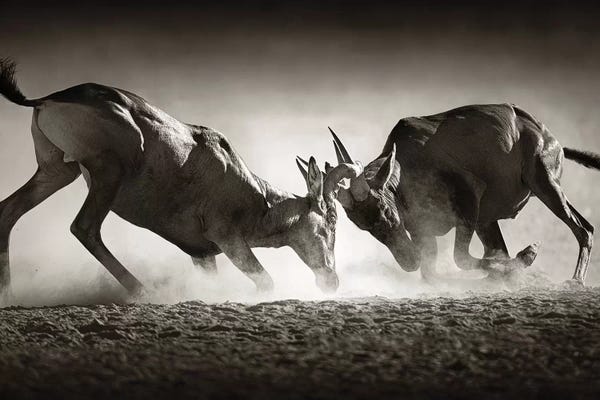Antelopes: Red Hartebeast Dual In Dust by Johan Swanepoel