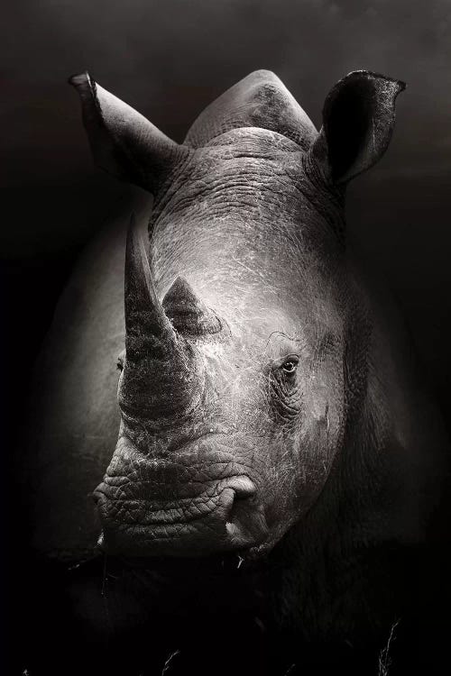 Rhinoceros Portrait