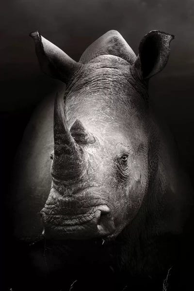 Rhinoceroses: Rhinoceros Portrait by Johan Swanepoel