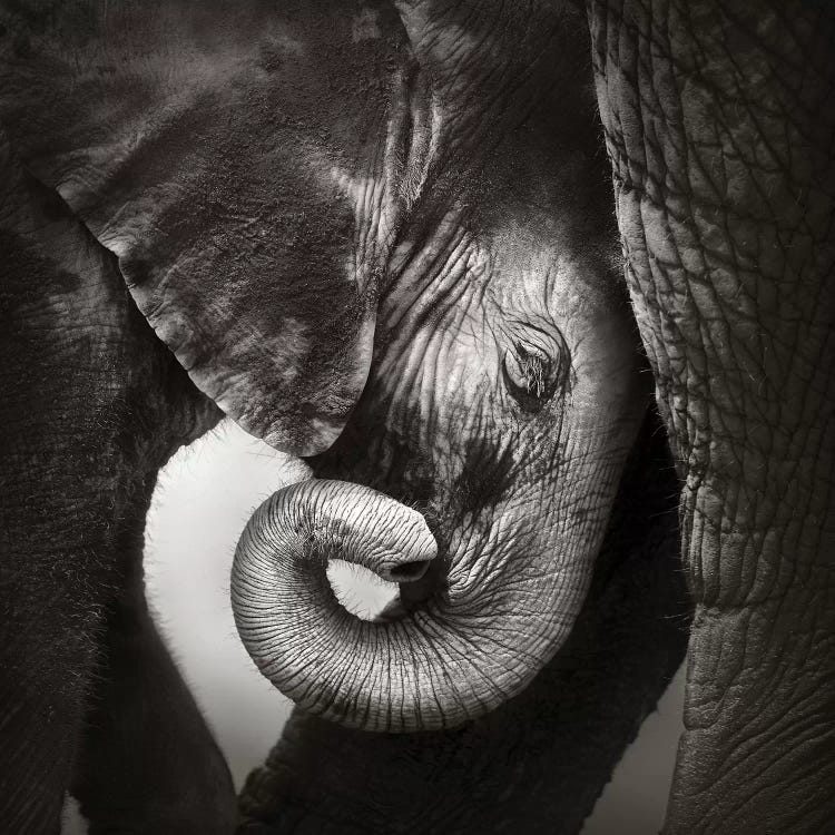 Baby Elephant Seeking Comfort by Johan Swanepoel wall art