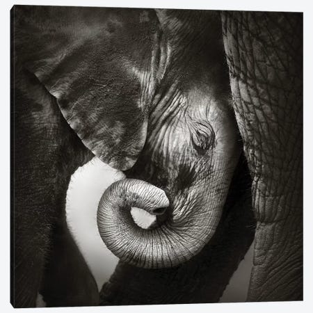 Baby Elephant Seeking Comfort Canvas Print #JSW3} by Johan Swanepoel Canvas Artwork