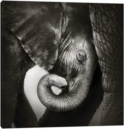 Baby Elephant Seeking Comfort Canvas Art Print - Black & White Animal Art