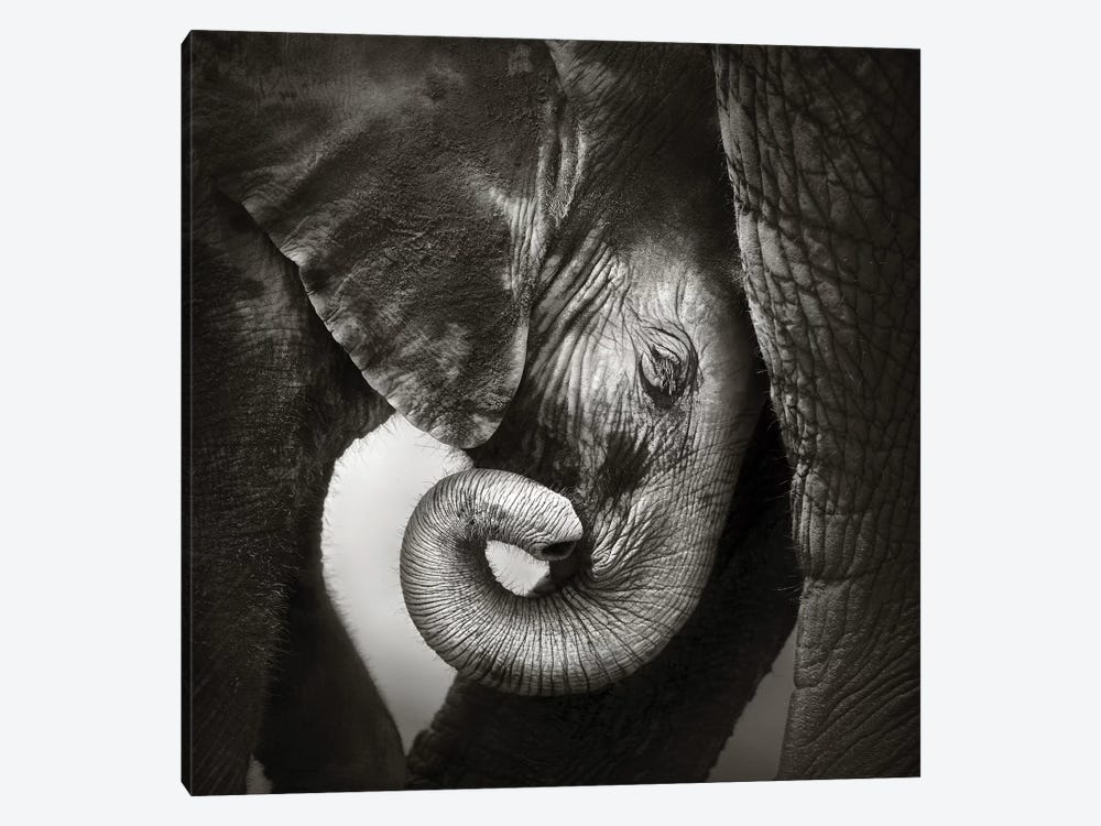 Baby Elephant Seeking Comfort by Johan Swanepoel 1-piece Canvas Art Print